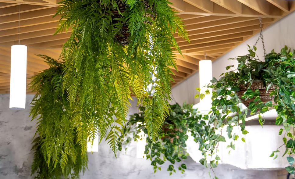 biophilic interior design