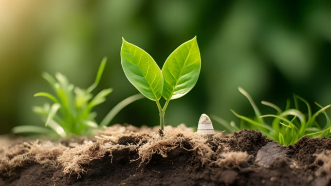 Shoot growing in soil