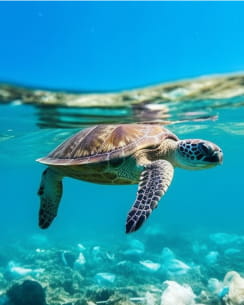 Turtle swimming in sea